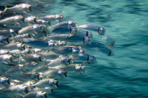 expression of schooling and movement (Indian Mackerel) us... by Paul Colley 